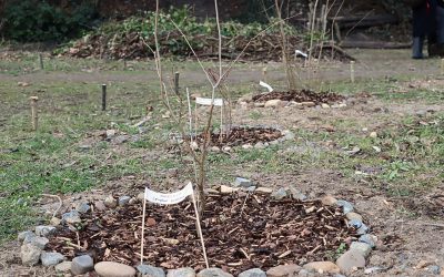 FoodForest in der Südstadt